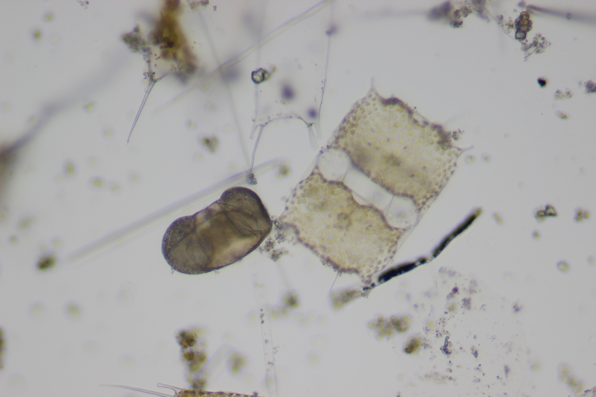 18:01:17_plankton oostende_Pinus pollen van den en diatomee Odontella_200x